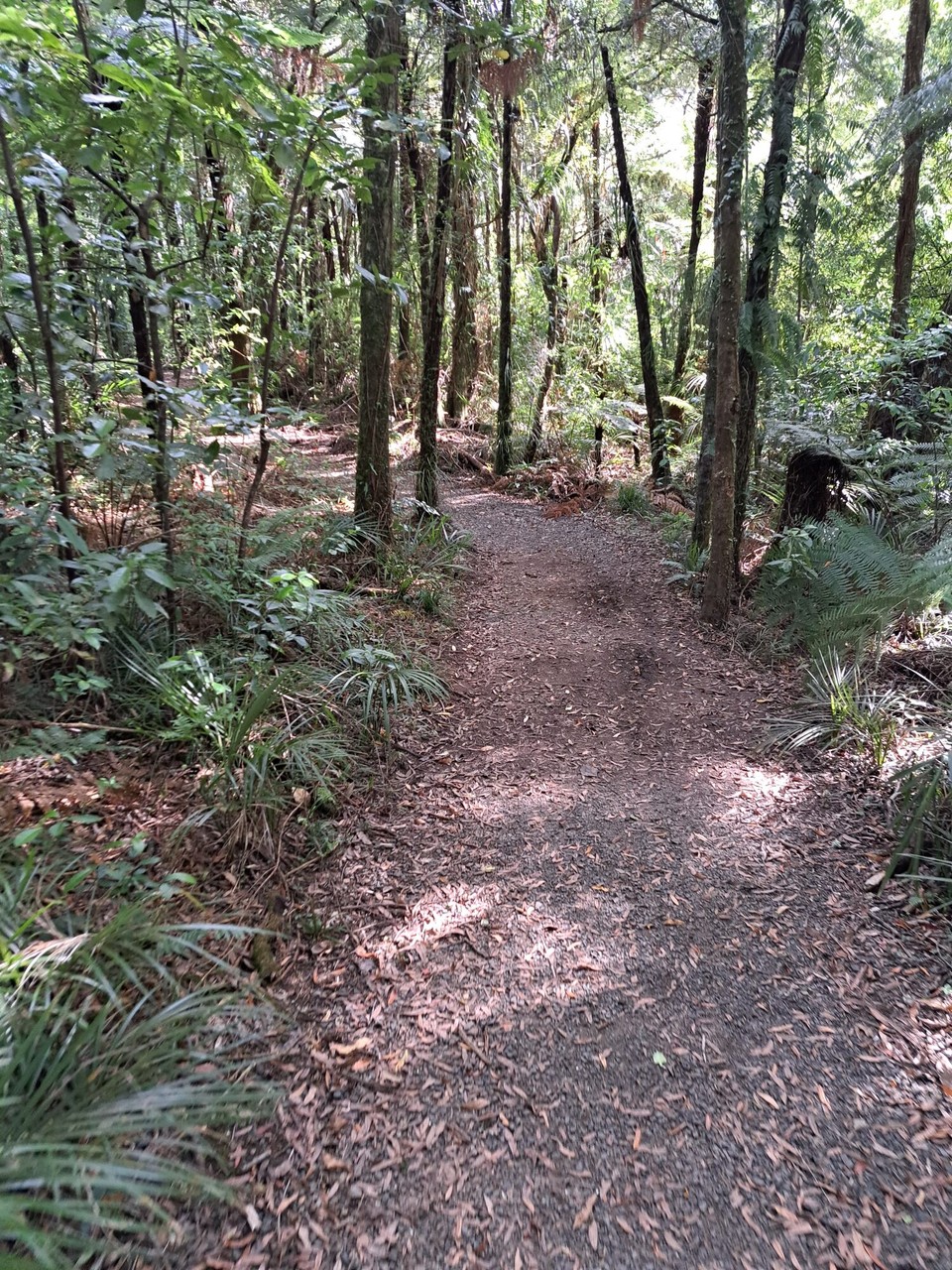 Neuseeland - Pirongia - 