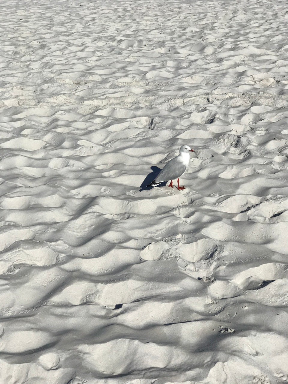 Australia -  - Even the seagulls blend in !  ...Hyams