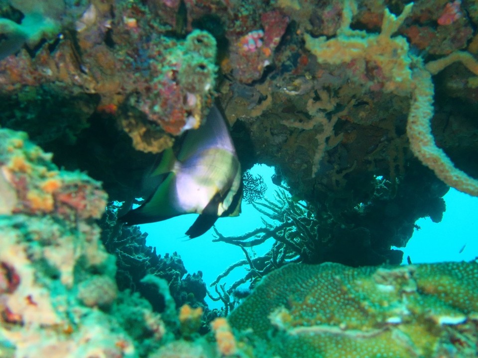 Philippines - Coron - Chauve souris