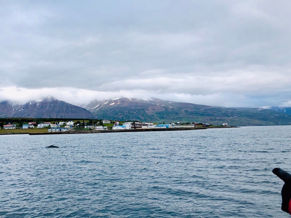 Island -  - Da ist er wieder!