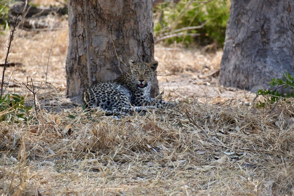 Botsuana -  - Es begann ganz harmlos mit einen jungen Leopard der unter einem Baum lag.
