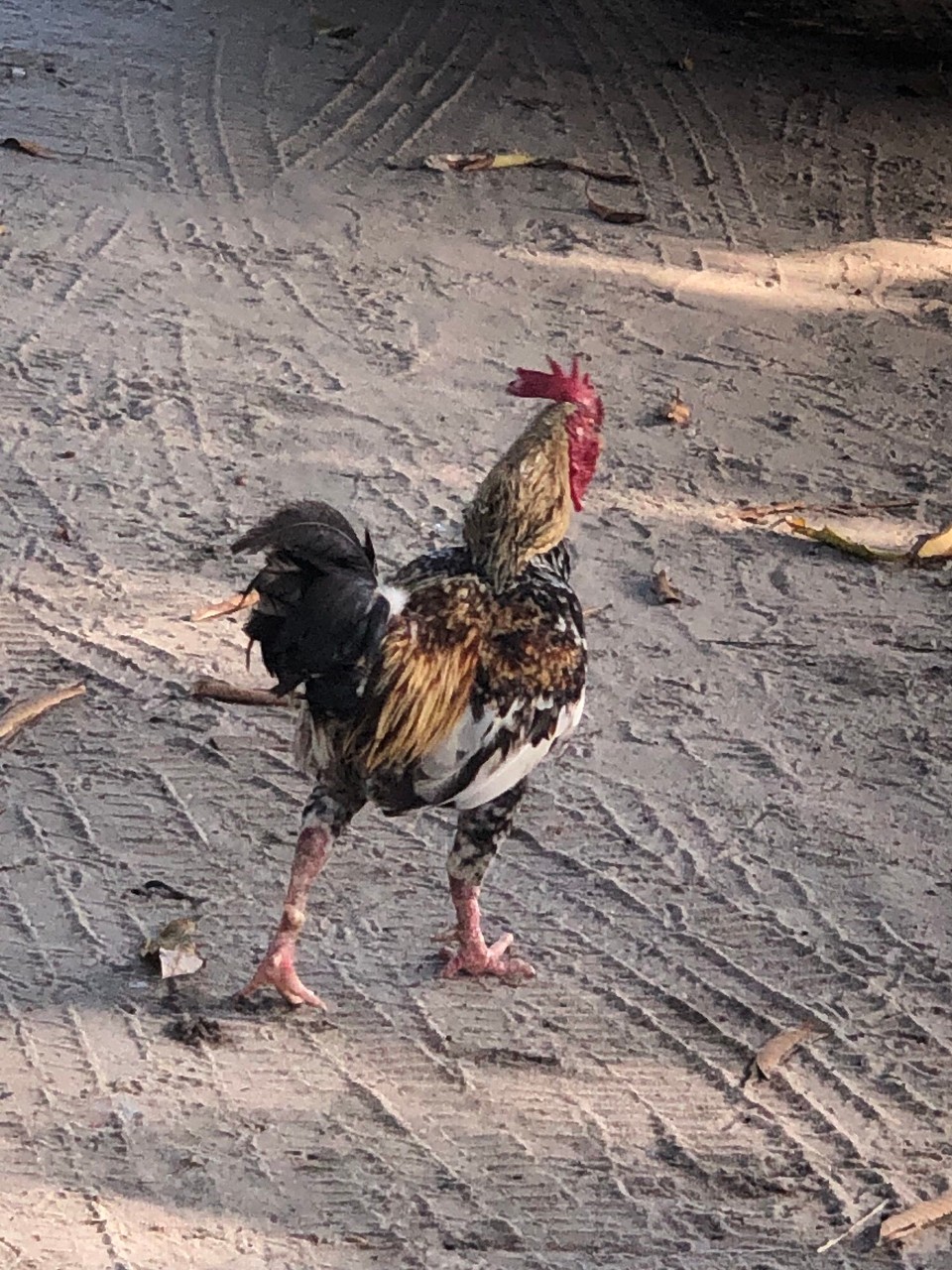 Brasilien - Camaçari - 