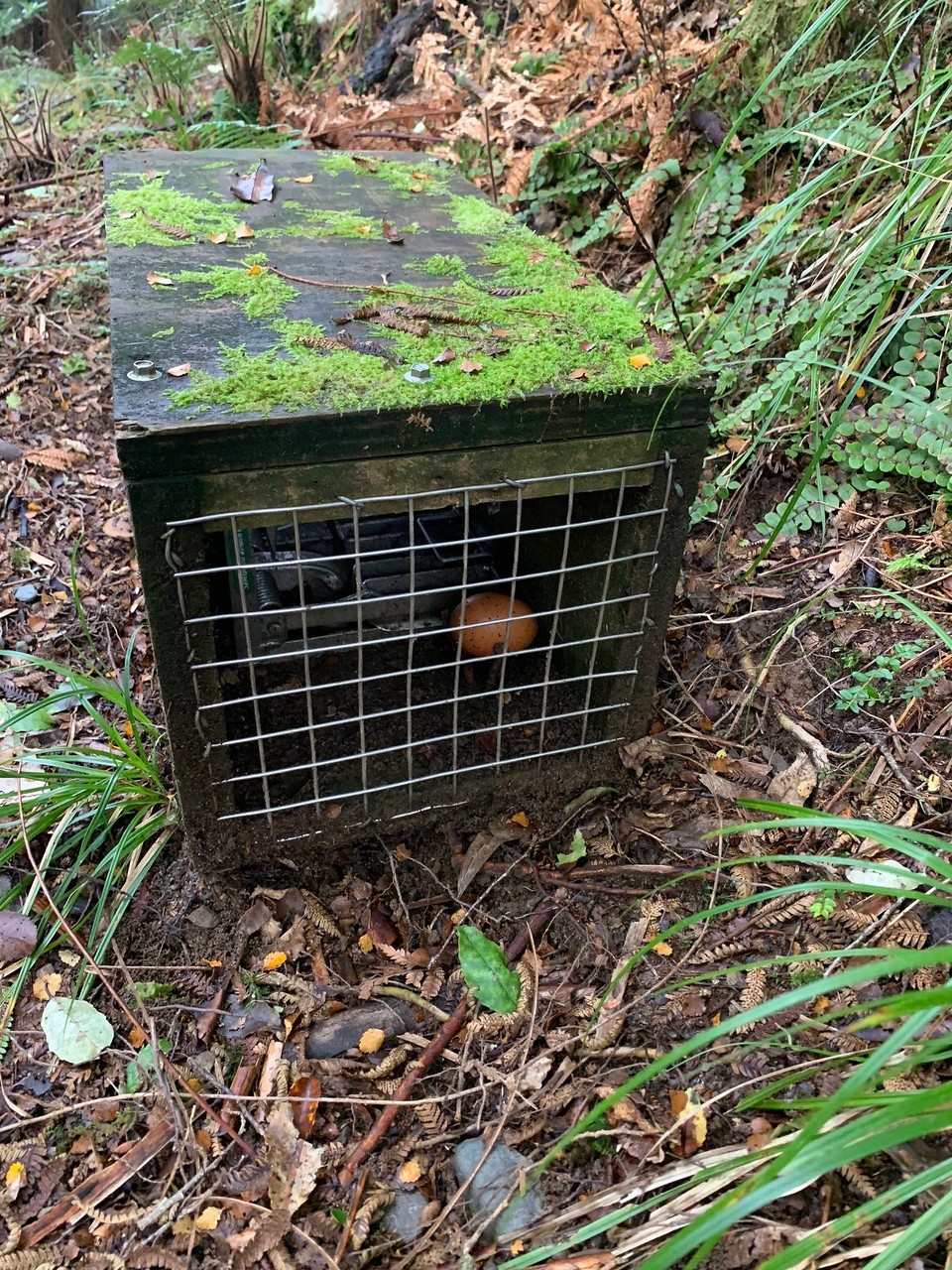 Neuseeland - Blackball - Schön das die Ranger den Possums Eier zum suchen immer in diese tollen Häuschen tun alle 100 m 