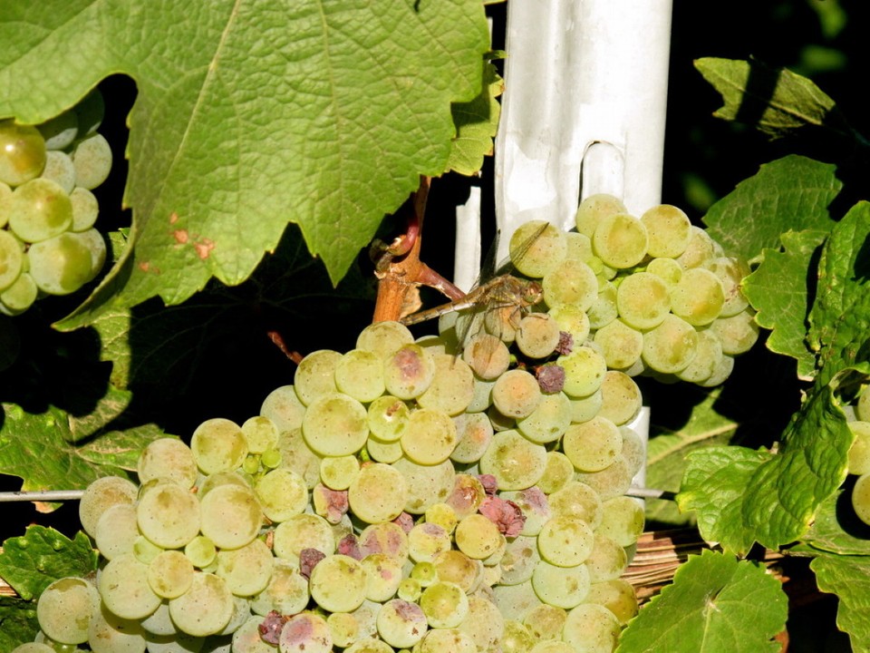 Deutschland - Geisenheim - 