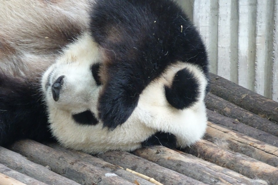 China - Chengdu - 