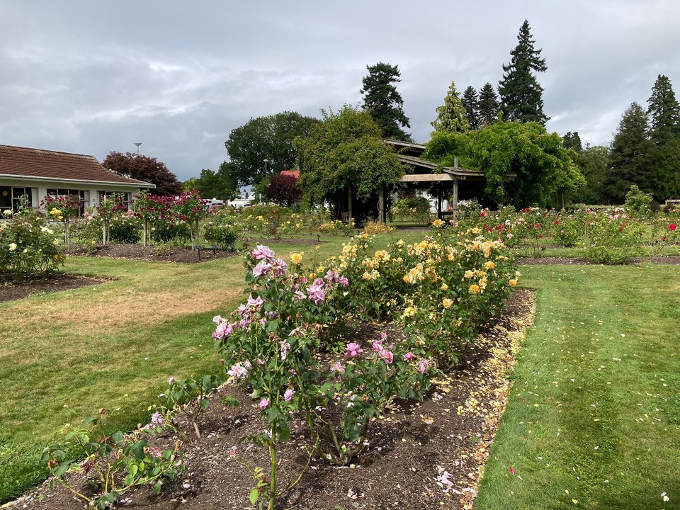 Neuseeland - Taupo - Einen Rosengarten in Blüte sehen hat auch mal was 😀