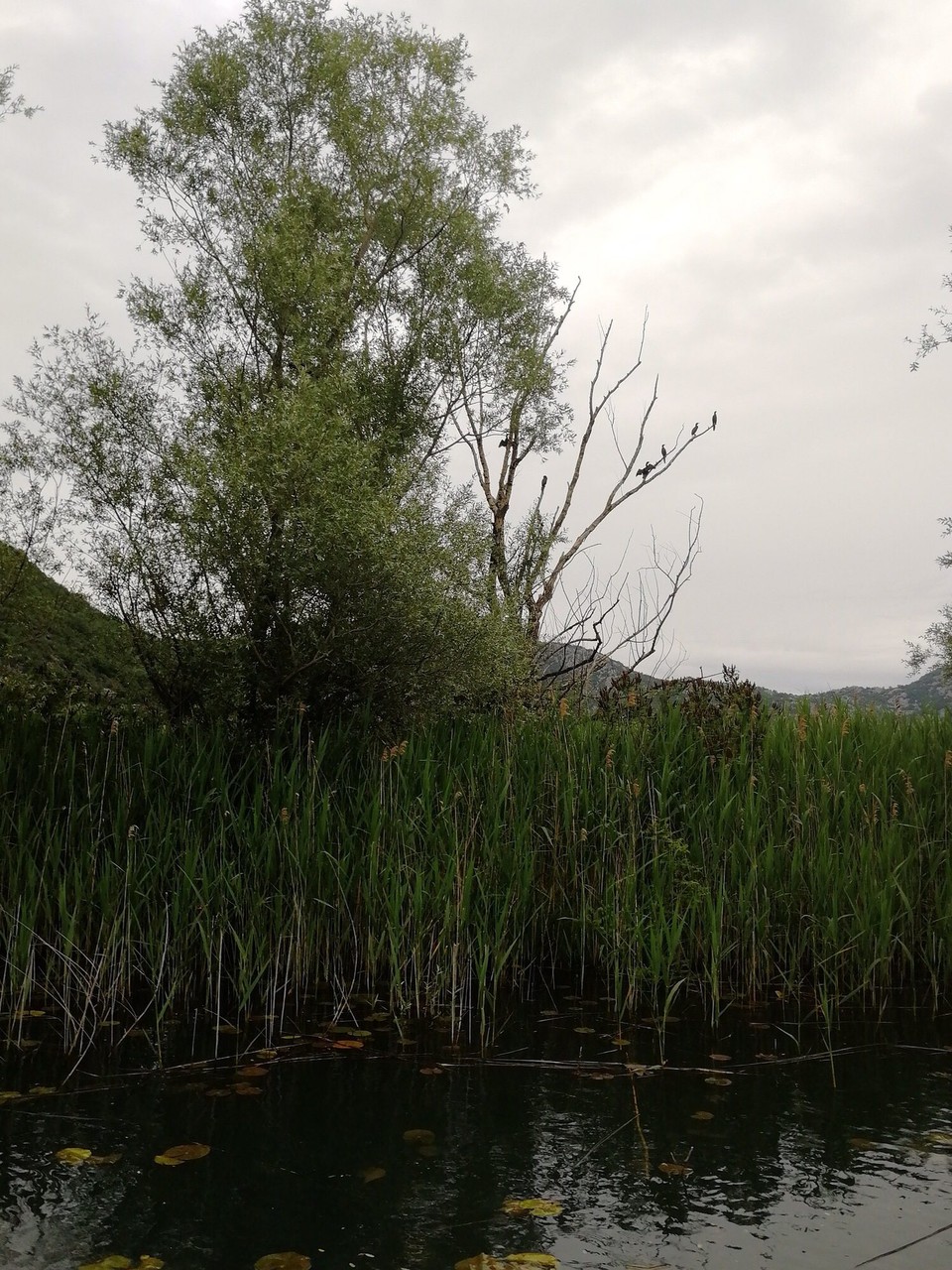 Montenegro - Virpazar - Komorane auf dem Baum 