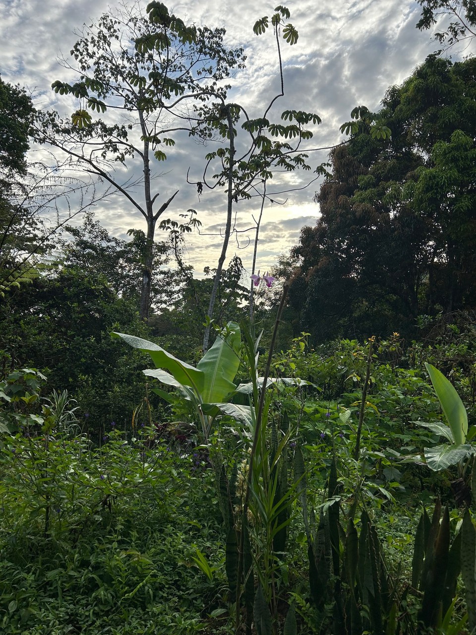 Costa Rica - Uvita - 