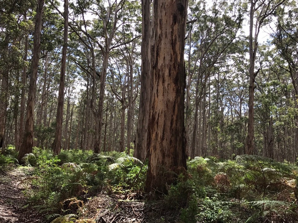  - Australia, Augusta - Karri tree forest 🌳 