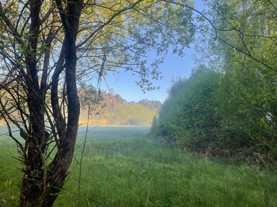 Spanien - Santiago de Compostela - Tau liegt auf der Wiese