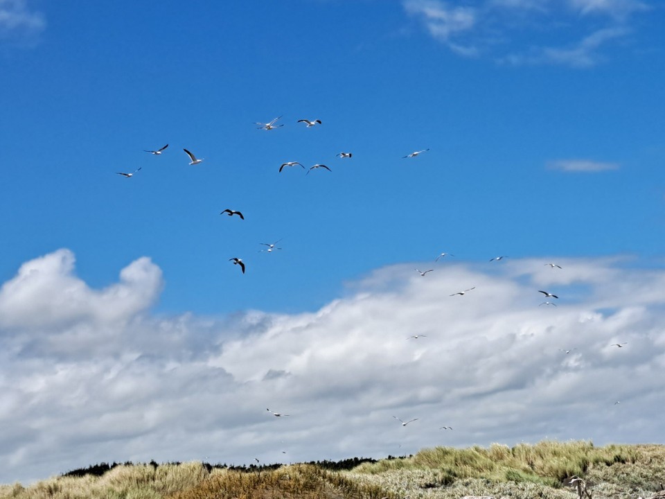Neuseeland - Koitiata - Meine Begleiter 🐦 