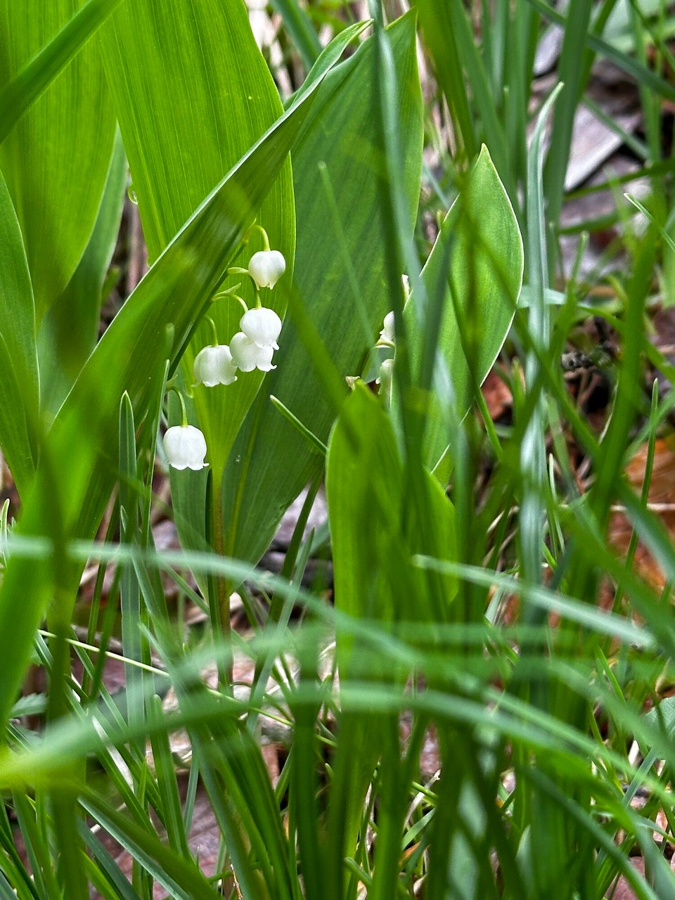 Österreich - Kufstein - 