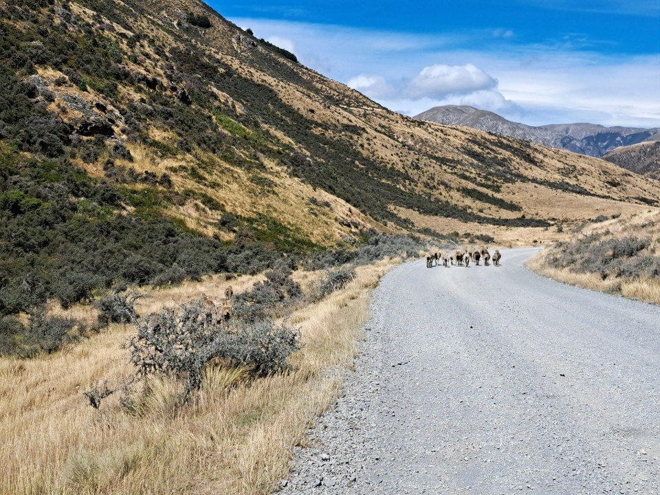 Neuseeland - Lake Coleridge - 