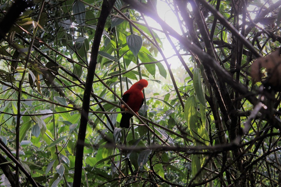 Colombia - Jardín - 