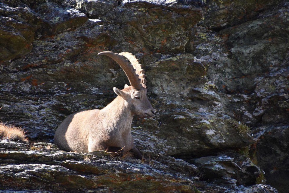 Schweiz - Zermatt - 