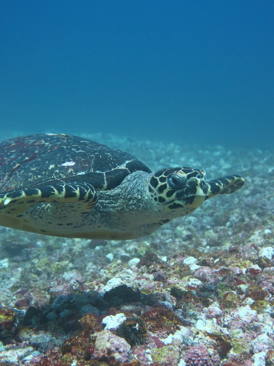 Indonesia - Komodo National Park - Tortue pas farouche