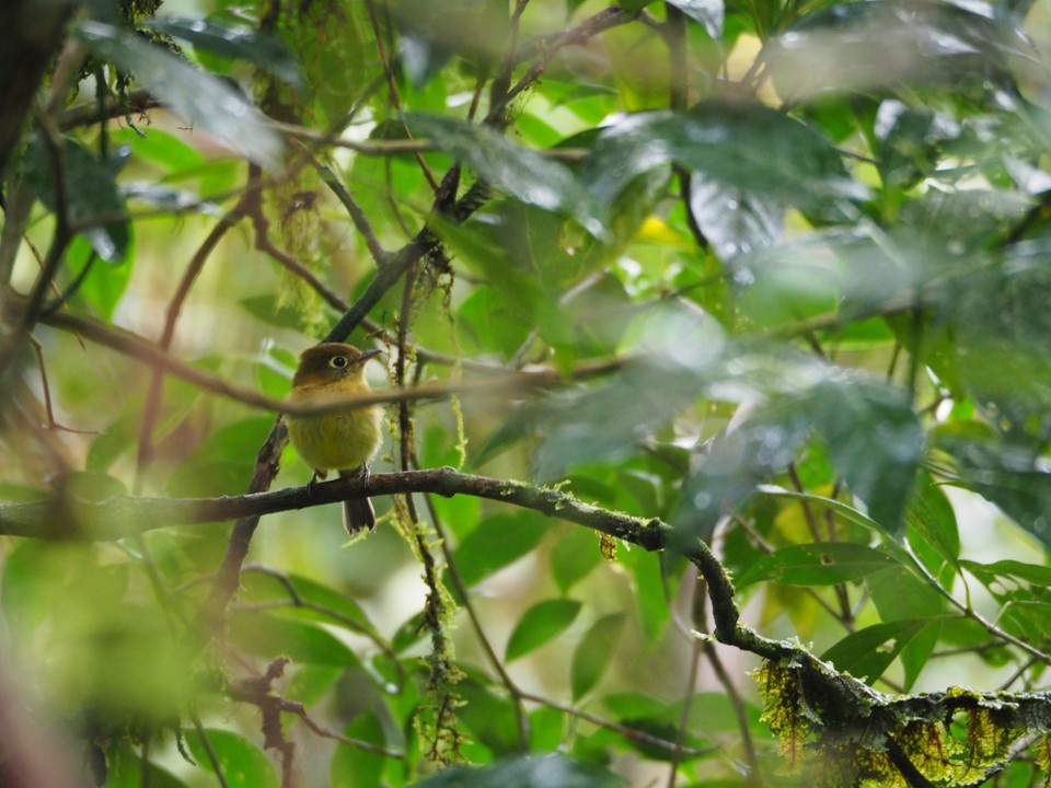 Panama - Boquete - 