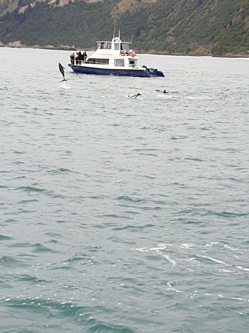 Neuseeland - Kaikoura - 