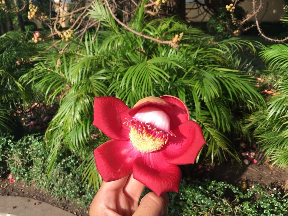 Cambodia - Phnom Penh - Blüte eines Buddha-Baumes. Die Blüten leben nur einen Tag, dann fallen sie runter. Wenn Schwangere einen Tee daraus trinken können sie angeblich ohne schmerzen ihr Kind bekommen...