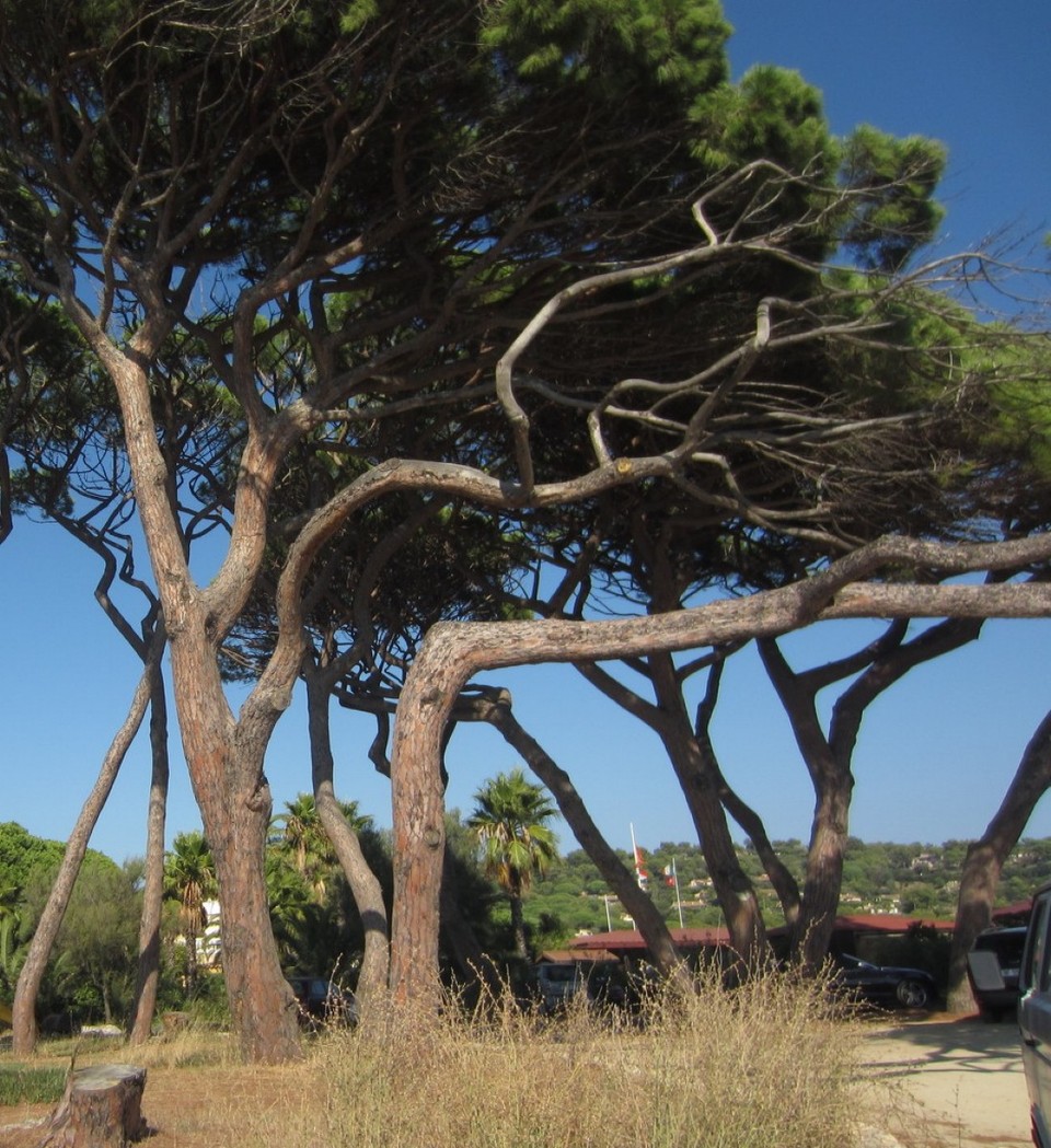 Frankreich - Saint-Tropez - ...alte Bekannte!!