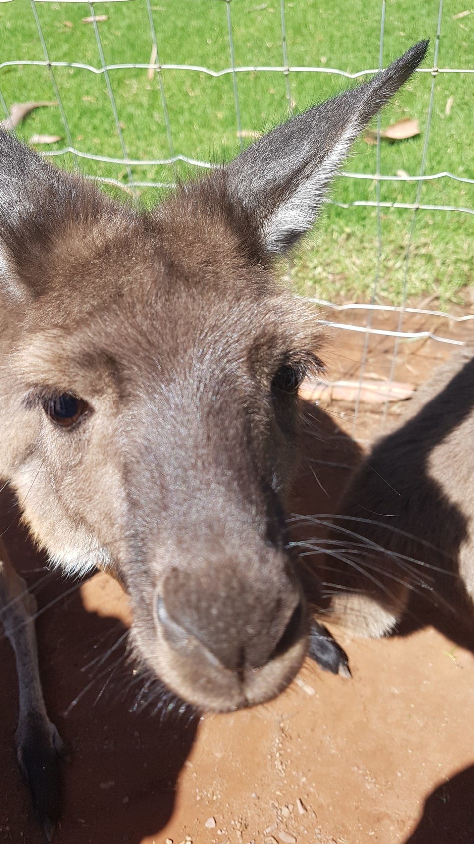 Australien - Via Hawker - 