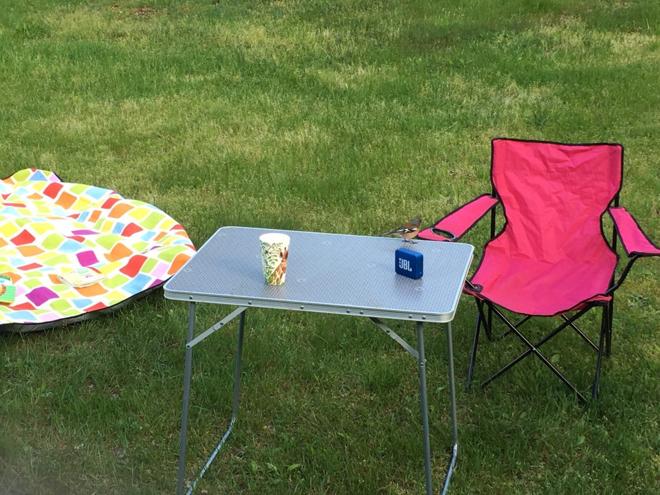 Slowenien - Bovec - Ein kleiner Buchfink ist zu Besuch
