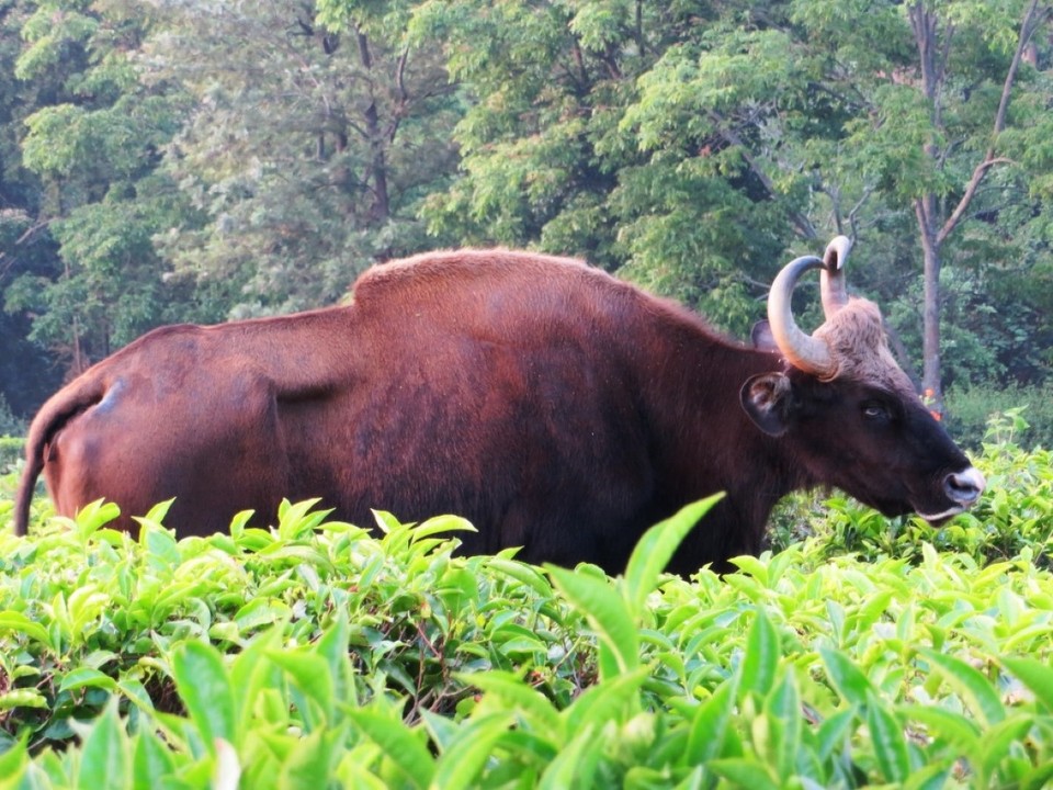 Indien - Coonoor - 