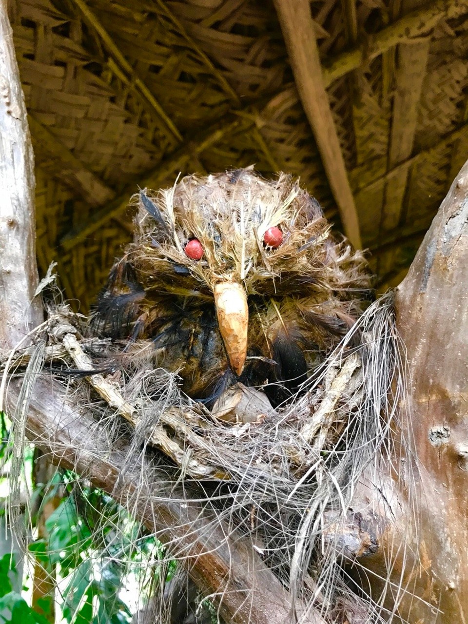 Sri Lanka -  - Hausvogel 🦉 