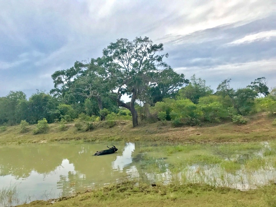 Sri Lanka -  - 