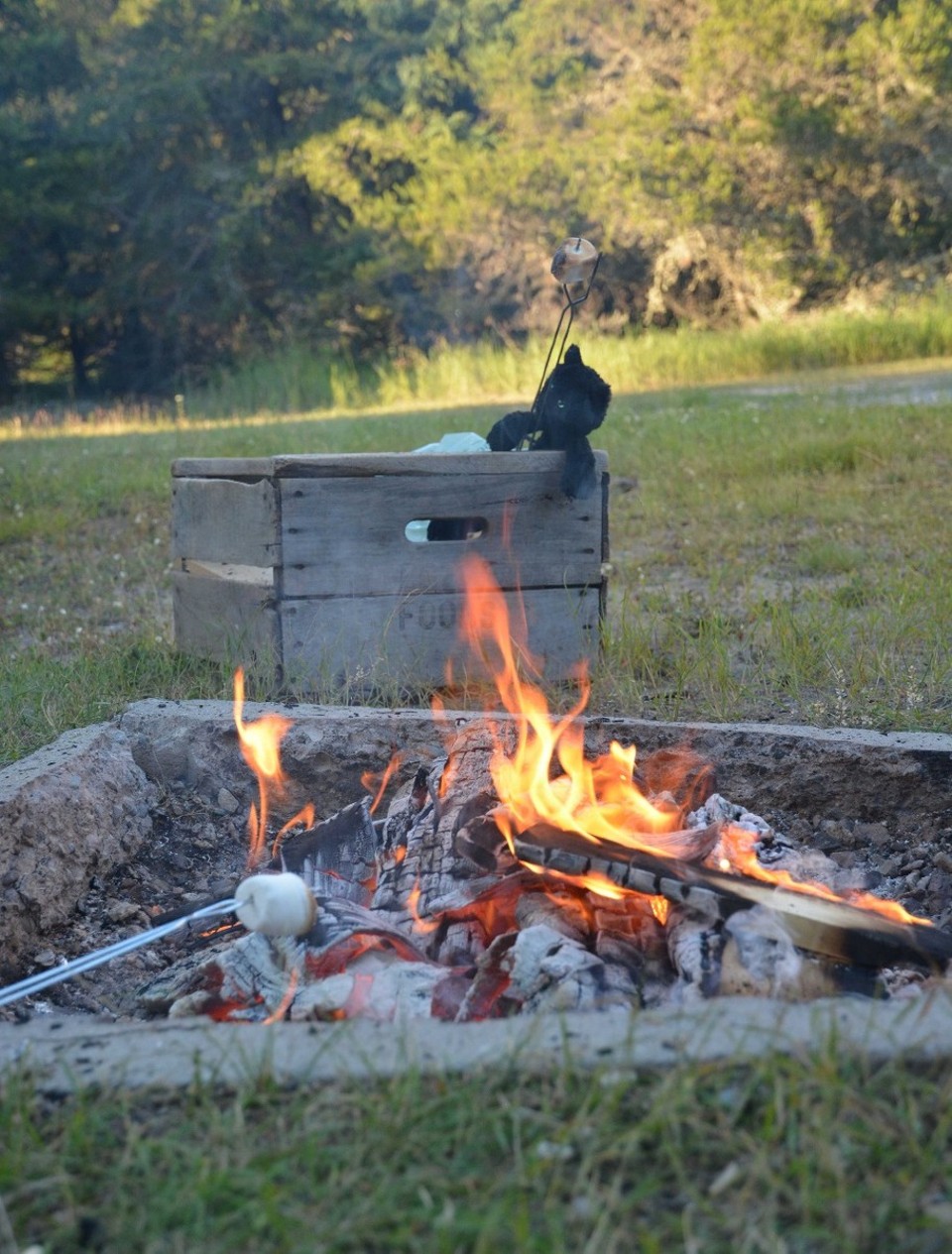Canada - Neys - Marshmallows in the wild!