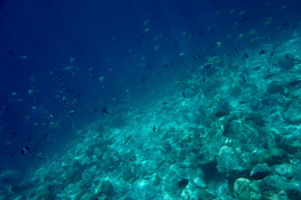Malediven -  - Das Meer war voller bunter Fische 