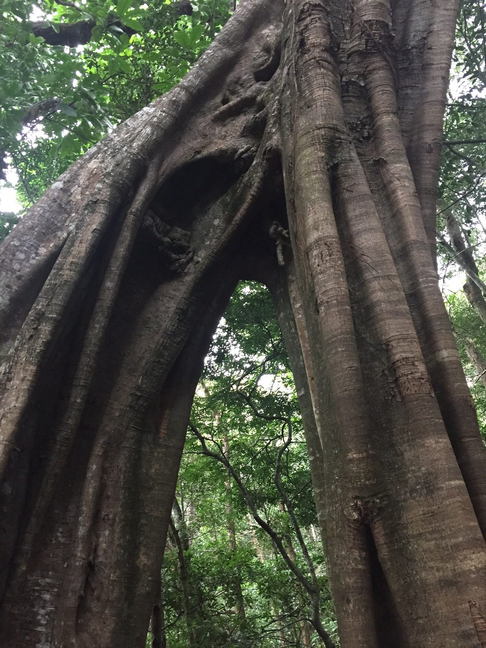 Costa Rica - Liberia - 