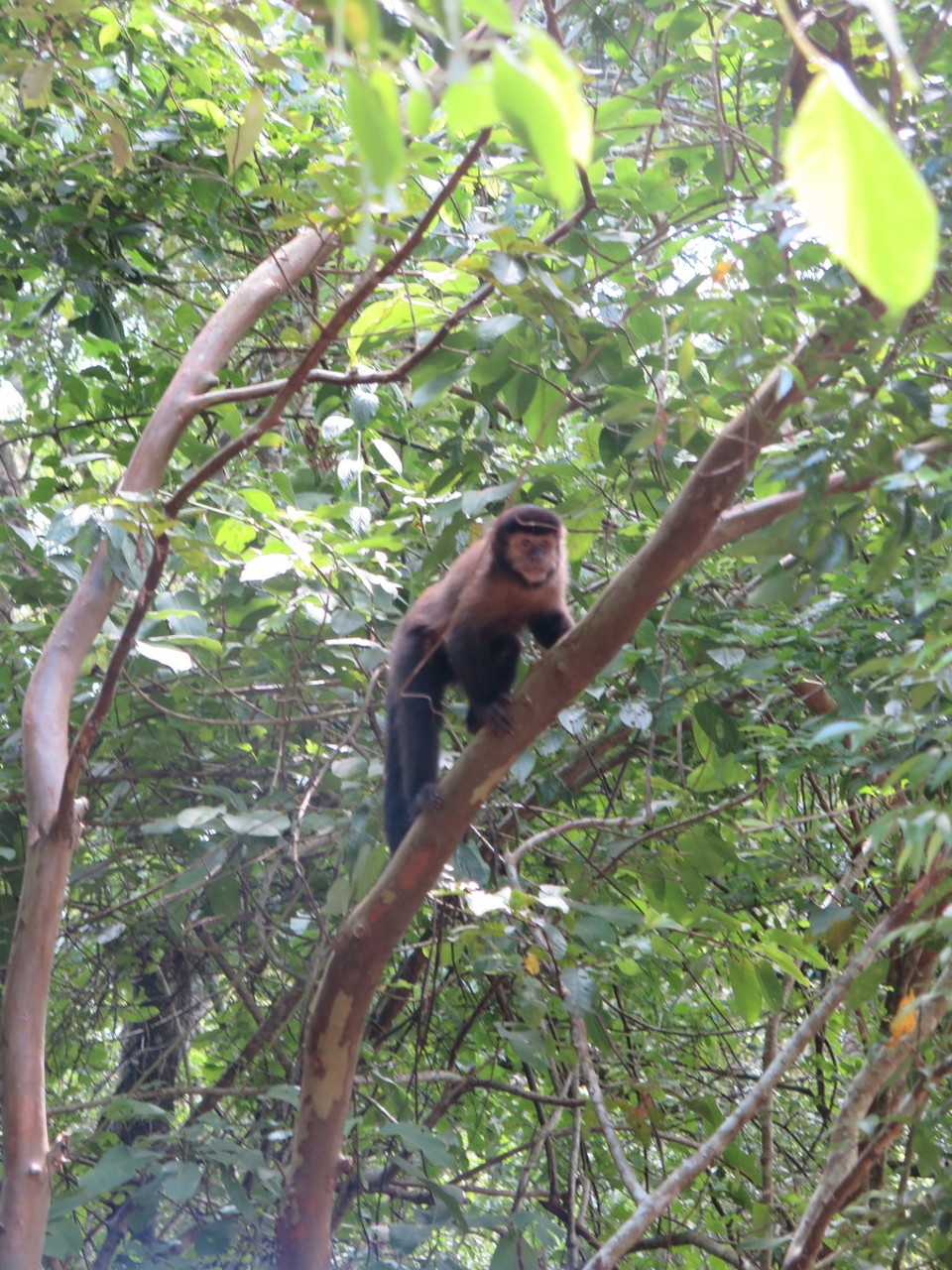 Argentina - Puerto Iguazú - Faune locale