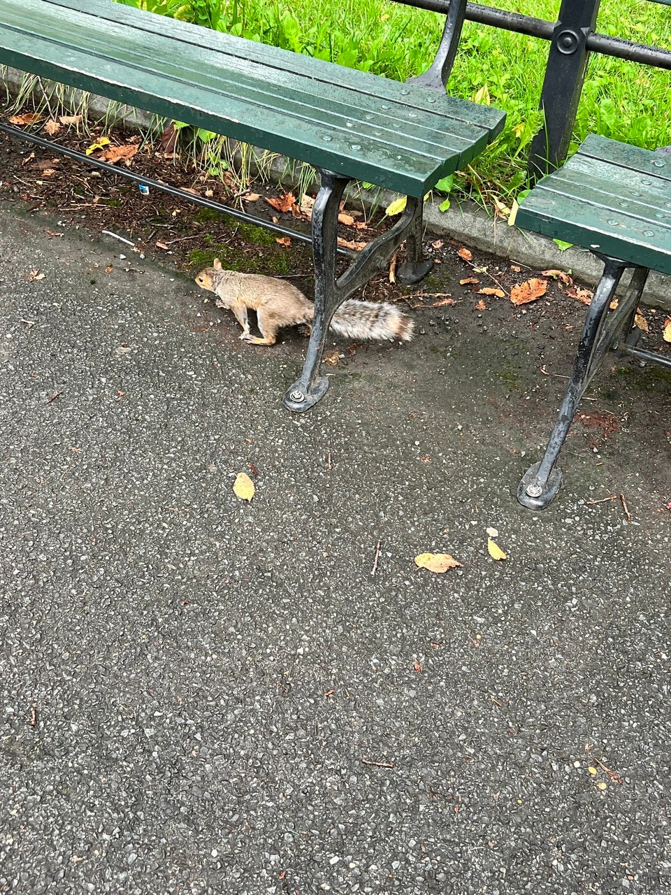 Vereinigte Staaten - New York - Ein Squirrel, zu deutsch Eichhörnchen 