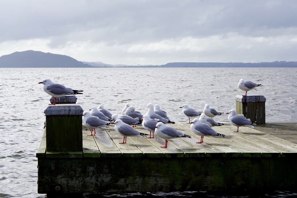 Neuseeland - Rotorua - 
