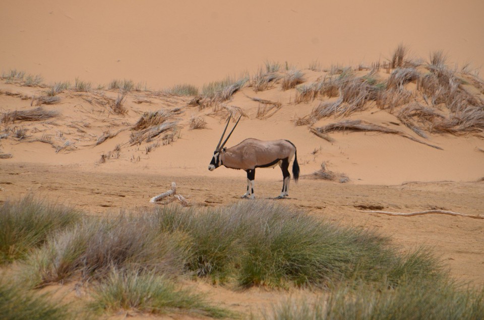 Namibia - Walfischbucht - Oryx