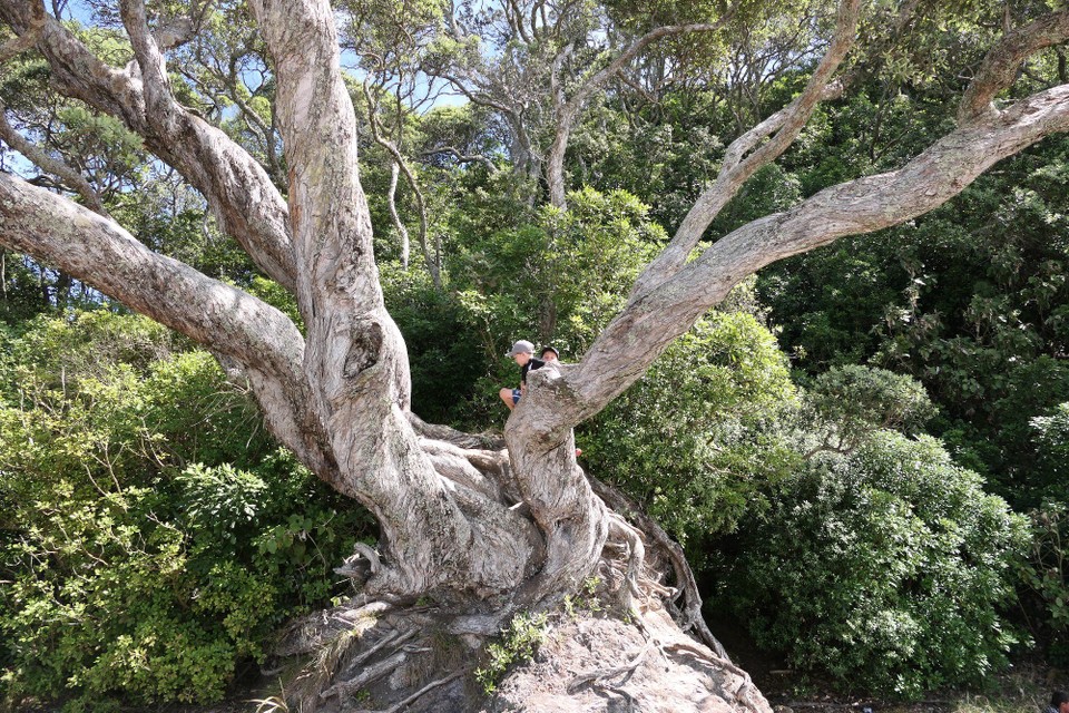 Neuseeland - Waihi Beach - 
