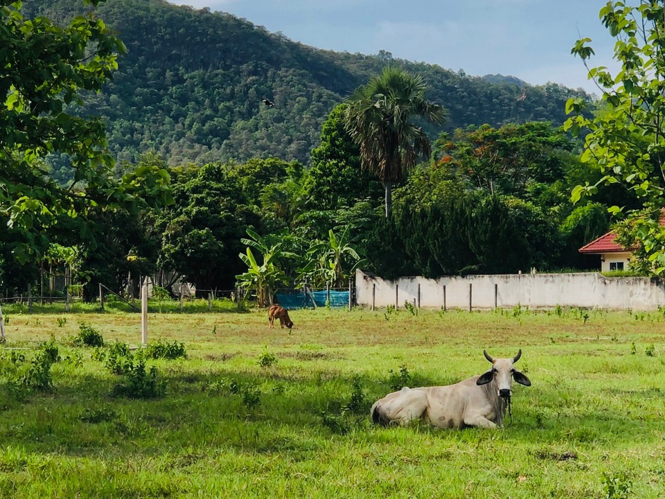 Thailand - Chiang Mai - 