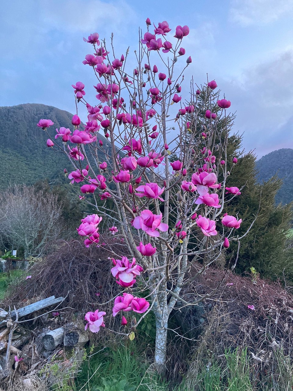 Neuseeland - Harihari - Frühling kommt 😀