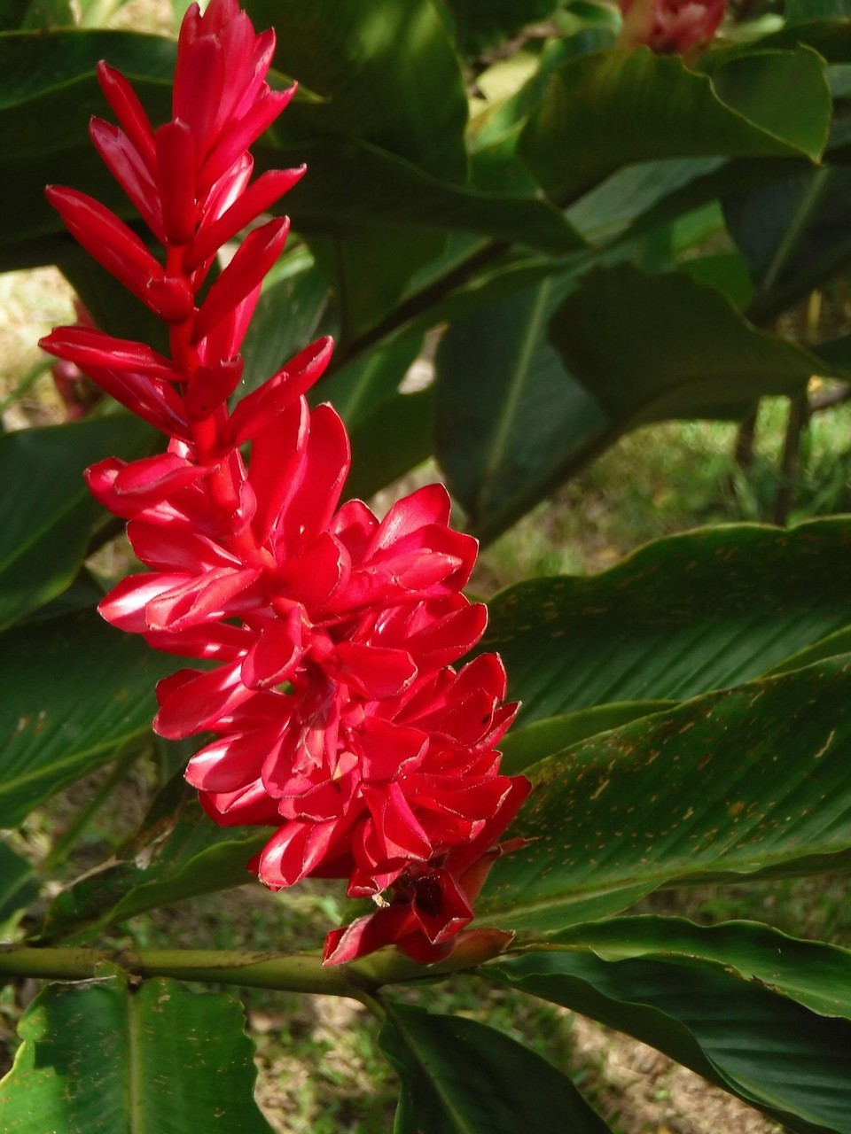 Costa Rica - Liberia - 