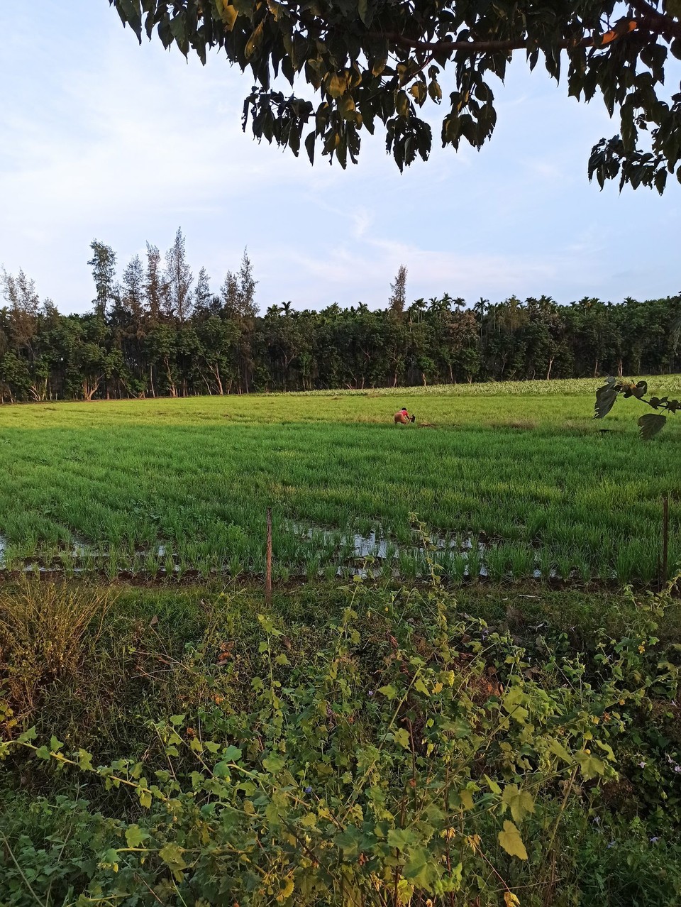 Indien - Coimbatore - Reisfelder vor dem Isha Ashram