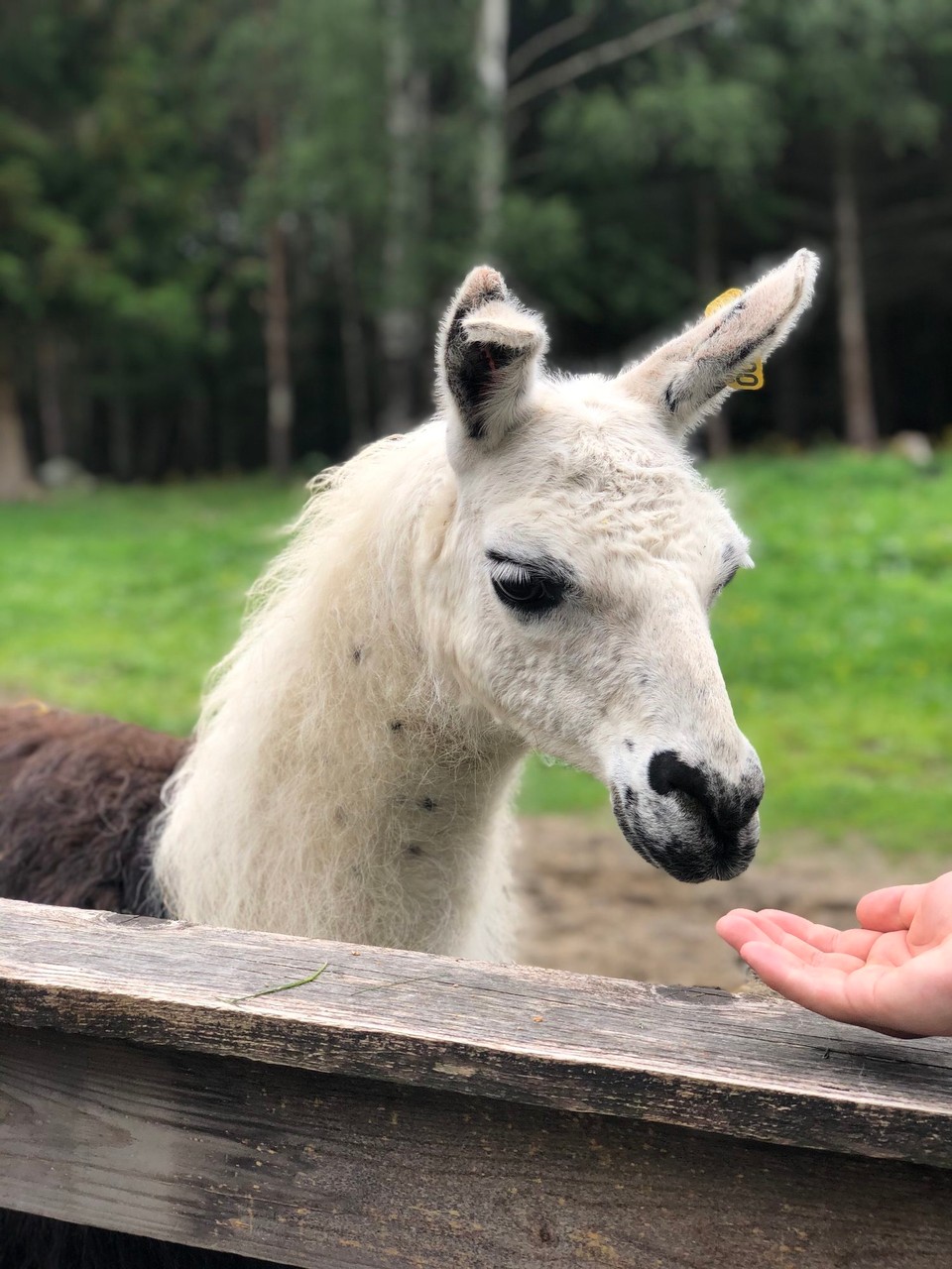 Norway - Siljan - 🦙
