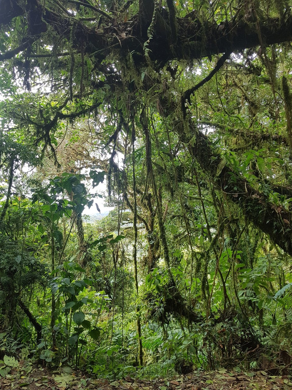 Costa Rica - unbekannt - Im Monteverde Cloudforest