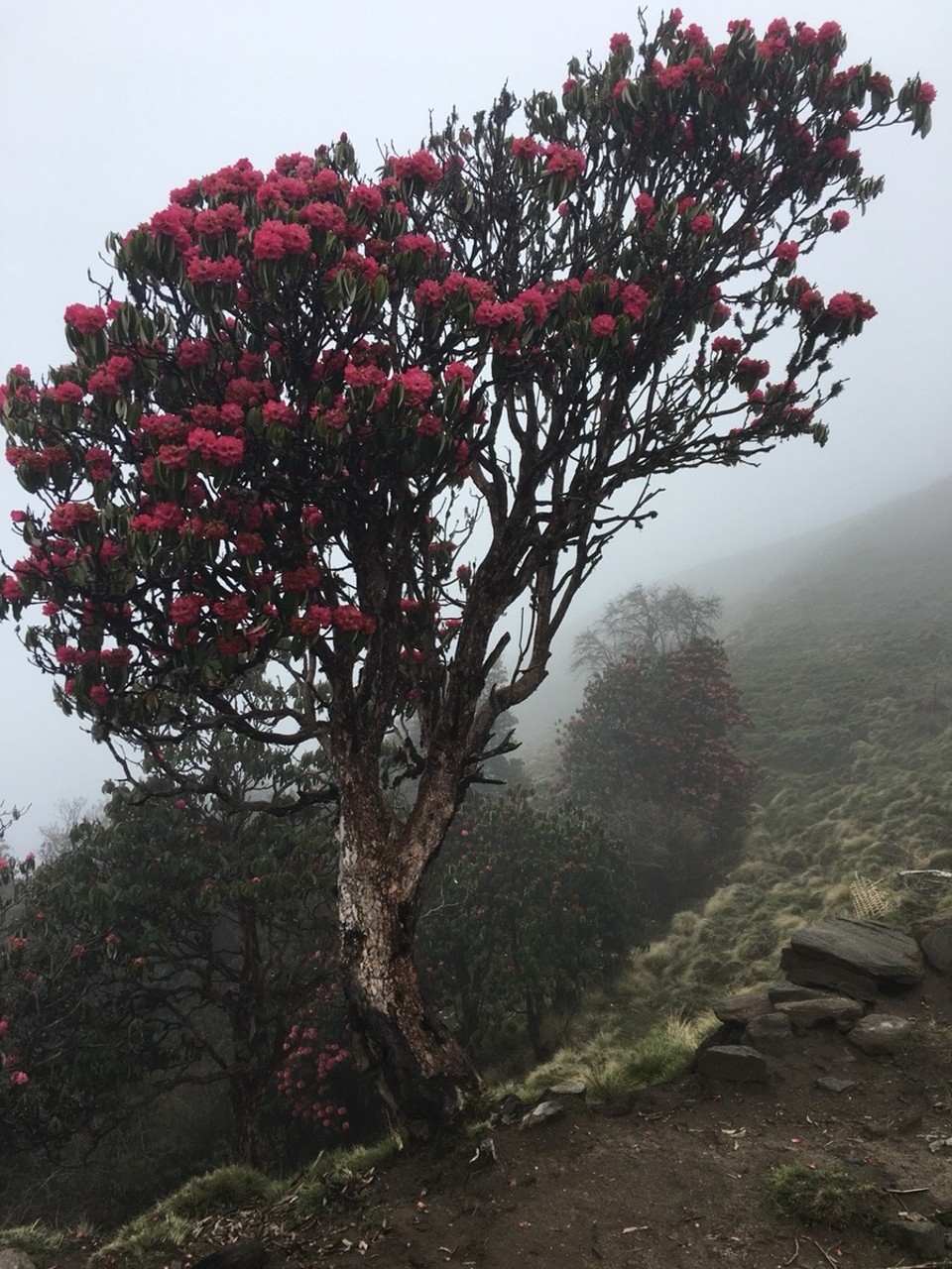 Nepal -  - 