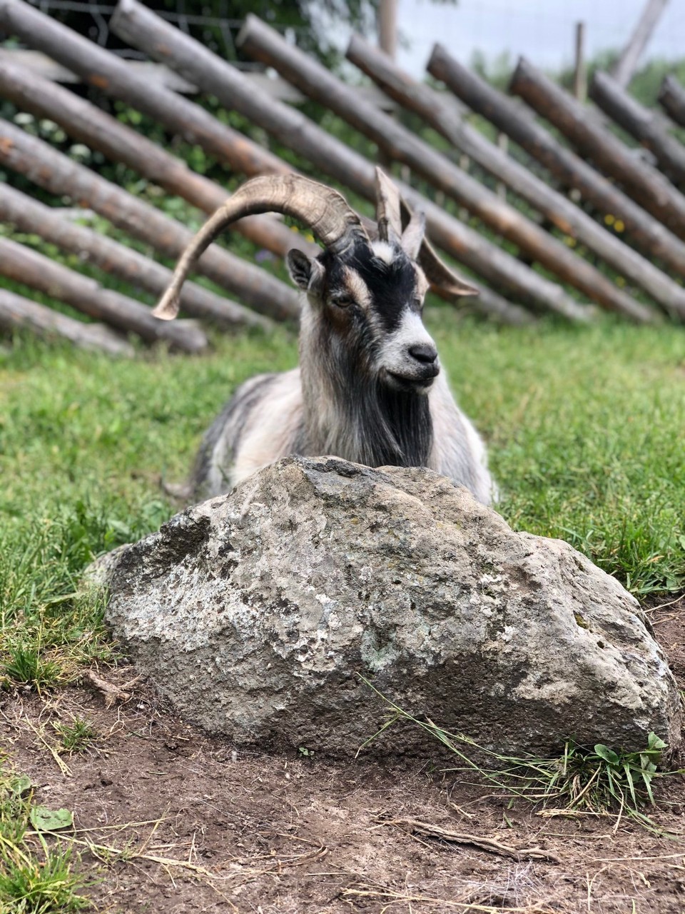 Norway - Siljan - We fell totally in love with this guy🥰
