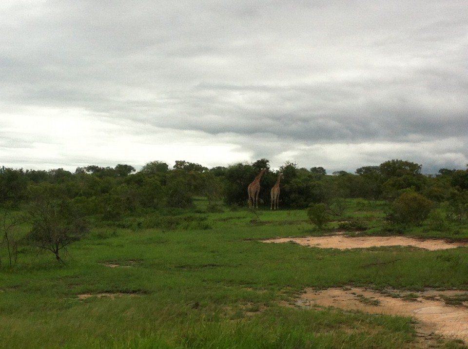 Südafrika - Kruger Park - Giraffen