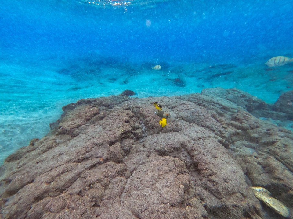 USA - Kailua-Kona - Auch die Fische
