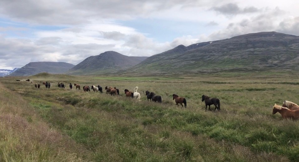 Island - Sveitarfélagið Skagafjörður - Toll! Wir fahren sicher 10 Minuten neben der Herde her, bzw. bleiben am Strassenrand stehen und schauen ihr zu und nach. 