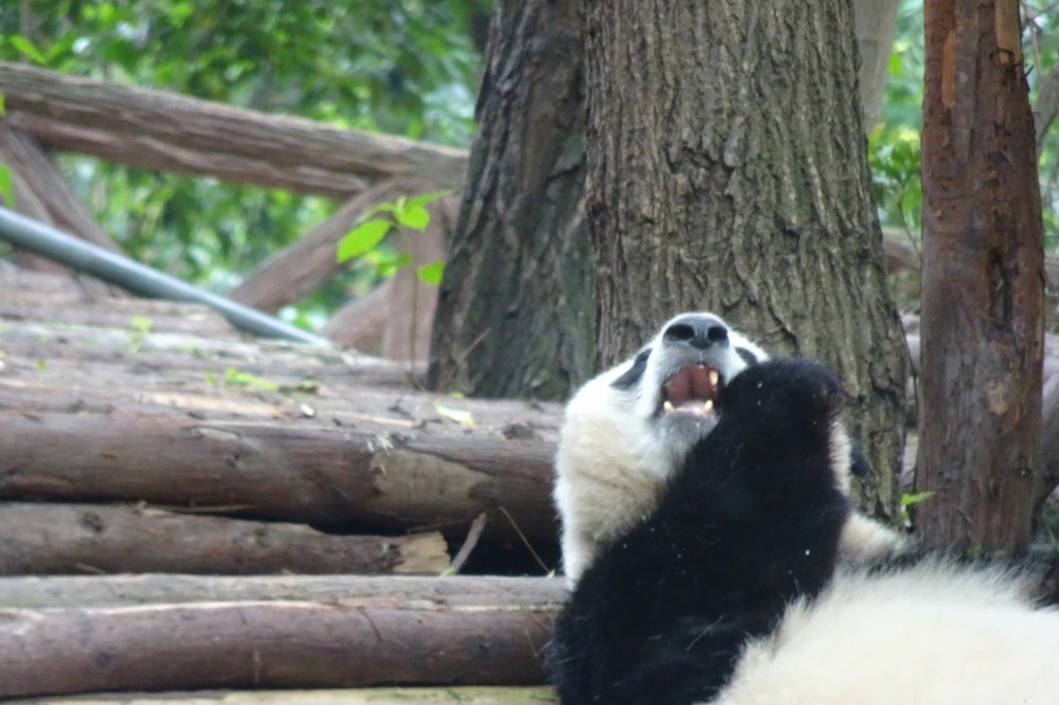 China - Chengdu - 