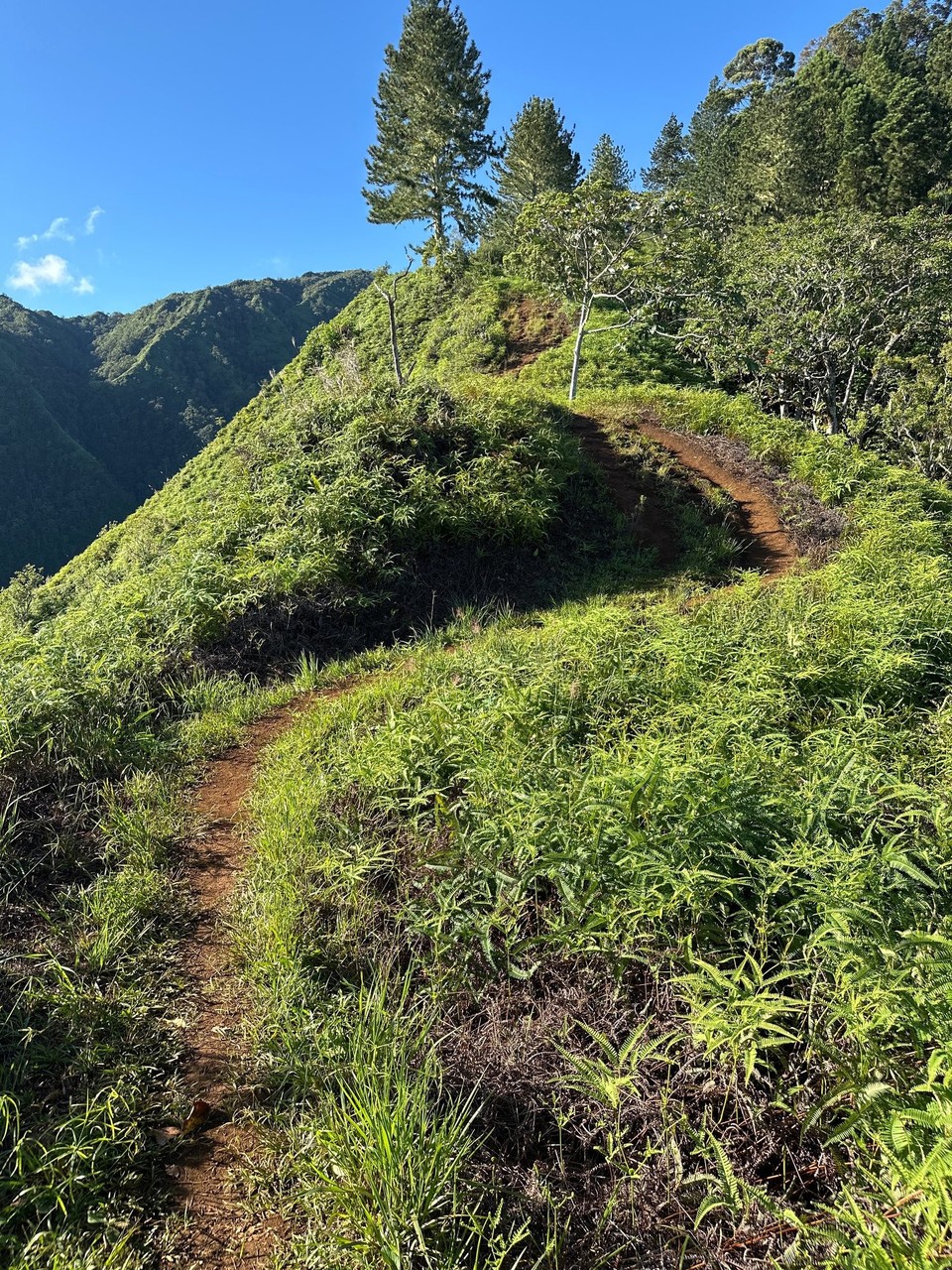 Französisch-Polynesien - Papeete - ein super schöner Wanderweg  oft auf dem Grat 